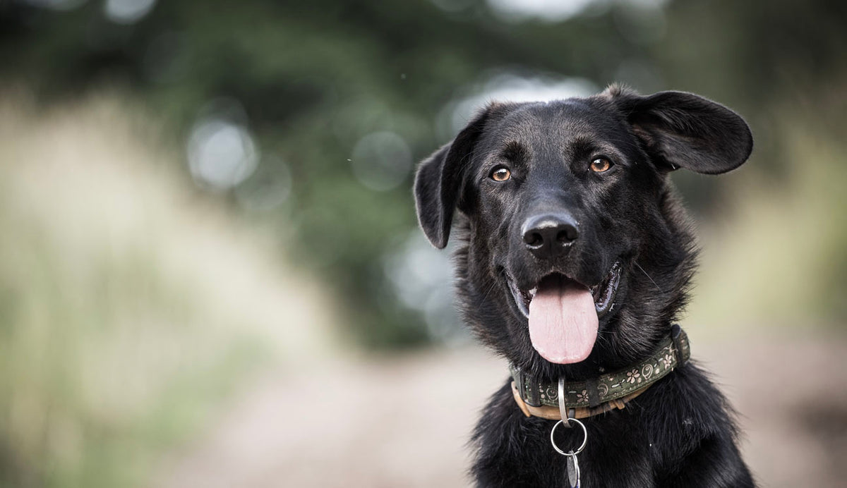 Dog weight clearance training