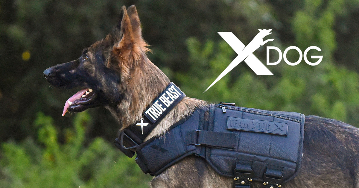 XDOG Official Website  Canine Performance, Nutrition & Exercise.