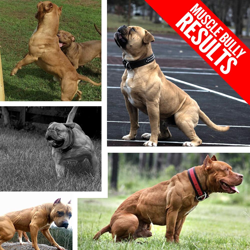 Best american shop bully supplements