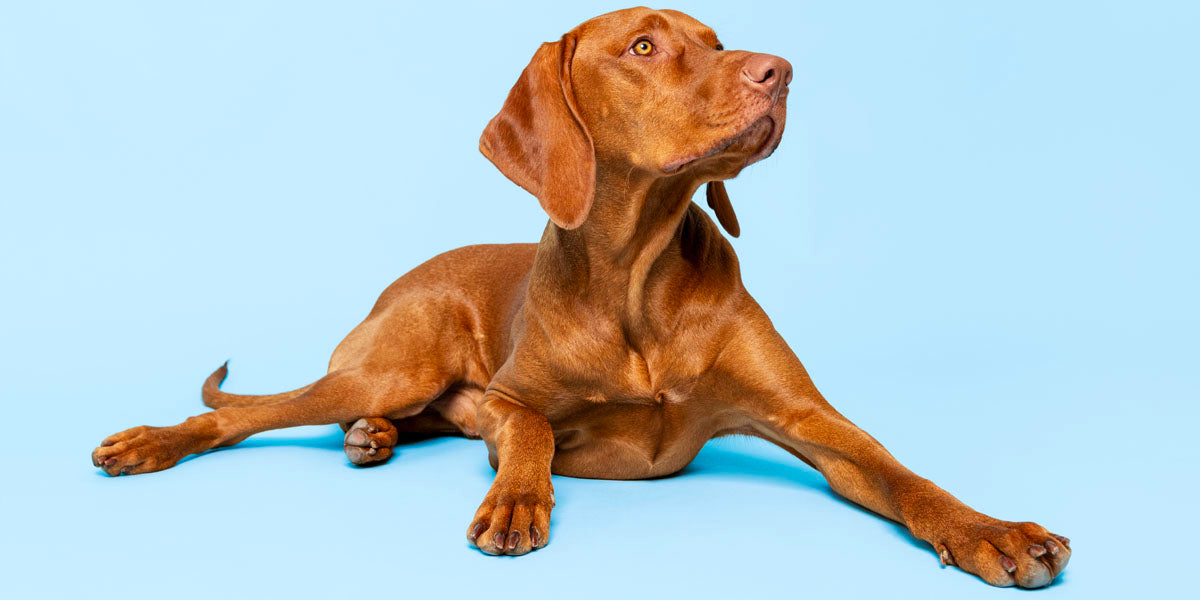 Dimethylglycine For Dogs: What are the Benefits