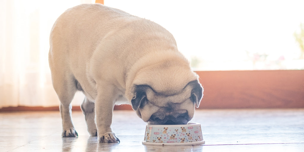 Amino Acids for Dogs: Why It Is a Vital Ingredient in Their Multivitamins