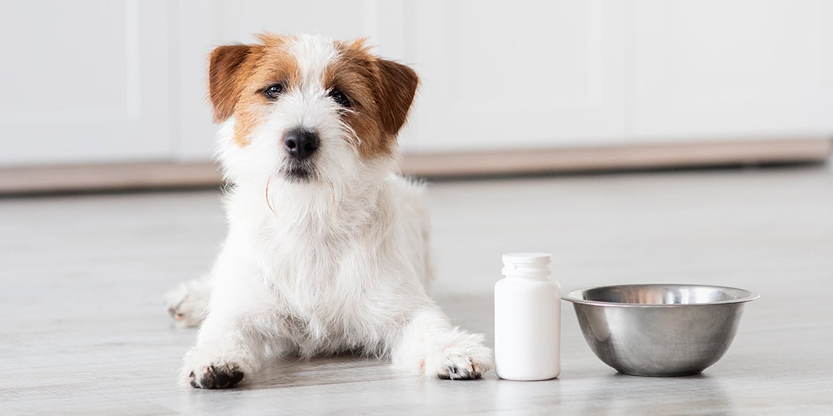 Antioxidants for Dogs: Why Are They an Important Ingredient for a Canine Diet?