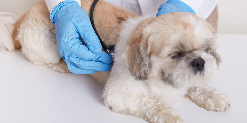 6 Common Puppy Illnesses To Watch Out For and How To Prevent Them