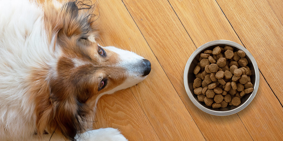 why doesn t my dog like dog food