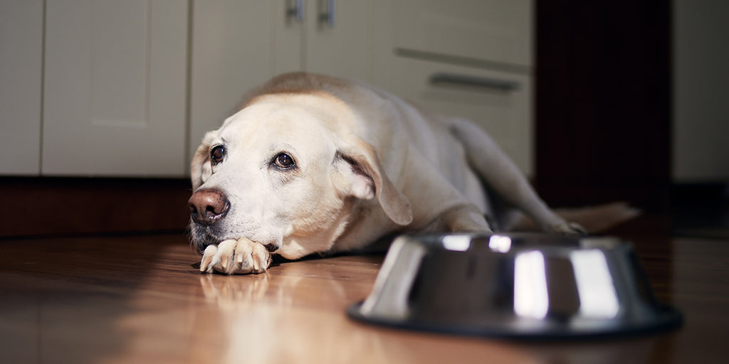 10 Dog Health Problems That Might Have Originated From Dog Food