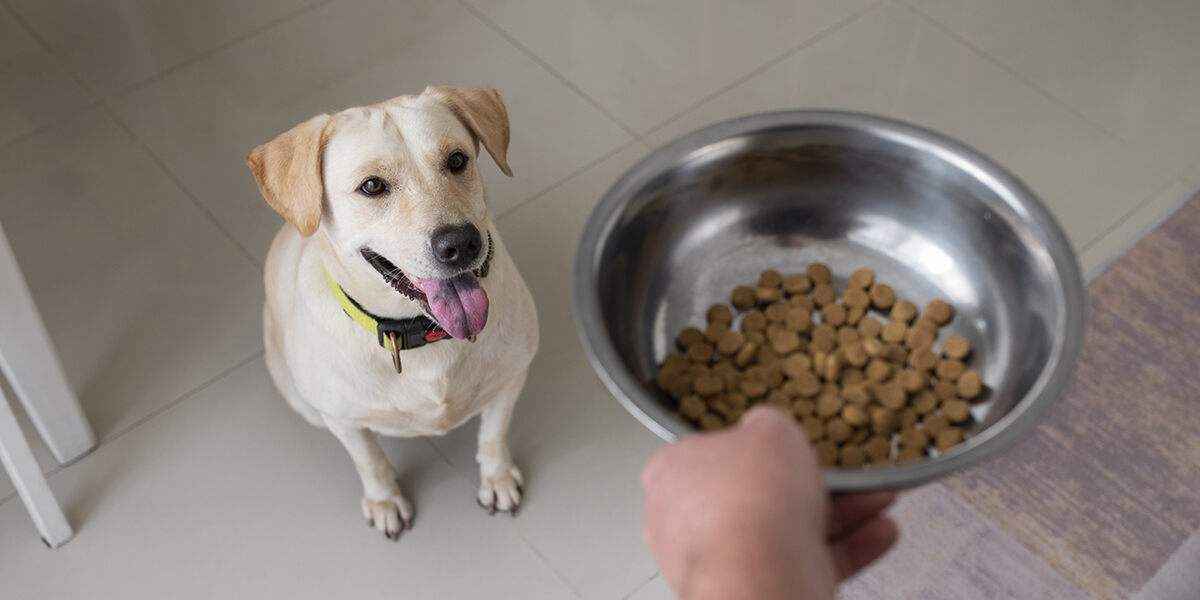 10 Ways to Improve Your Dog’s Metabolism