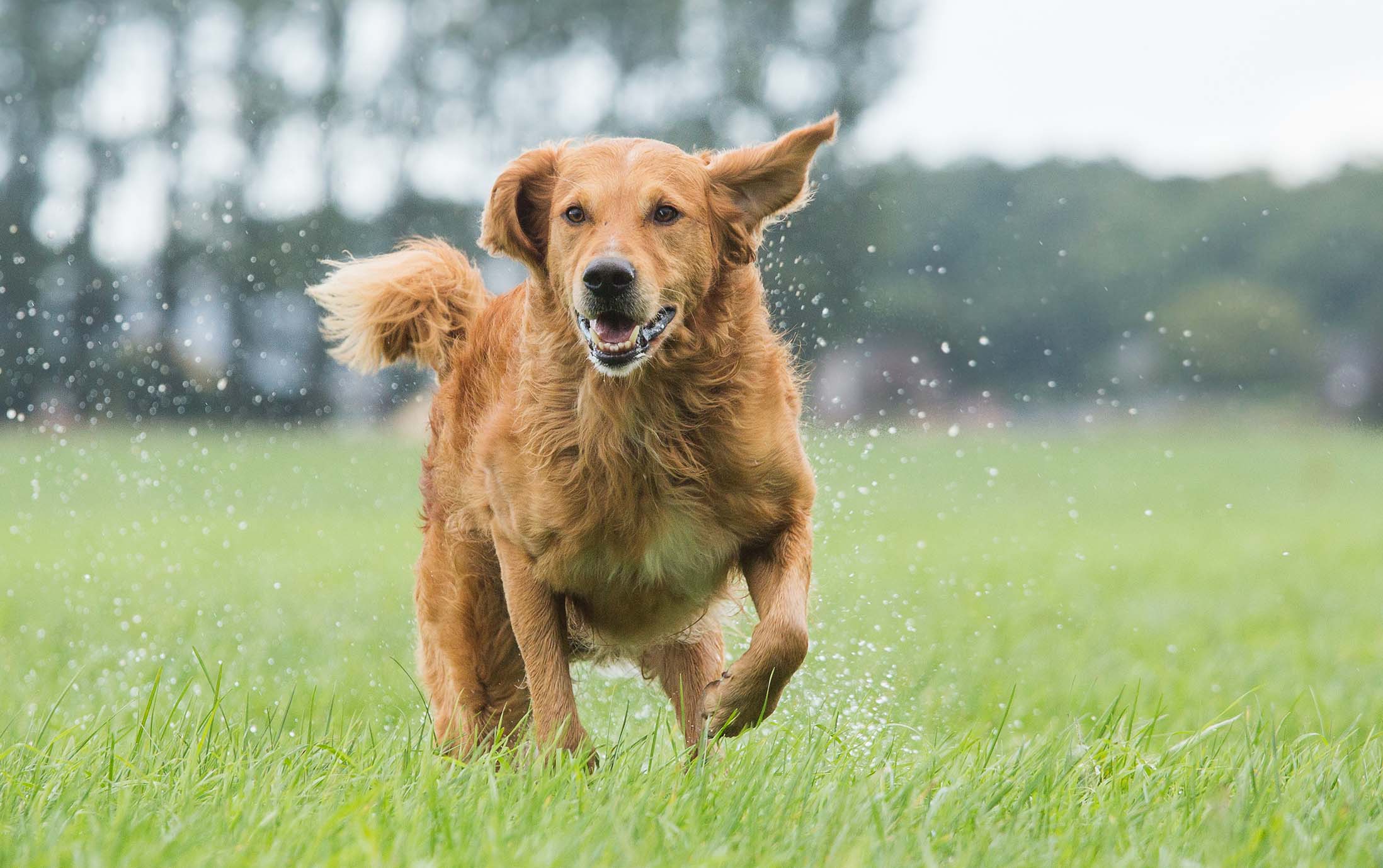 Look Out For These 5 Common Canine Health Issues to Keep Your Dog Happy