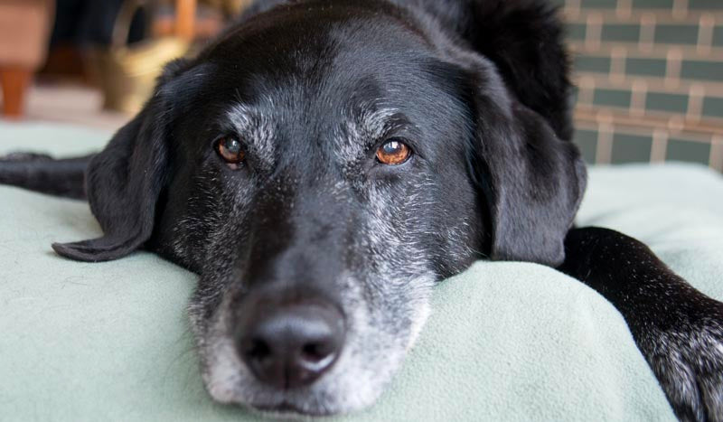 Improving your Aging Dog's Quality of Life with These Product Ideas