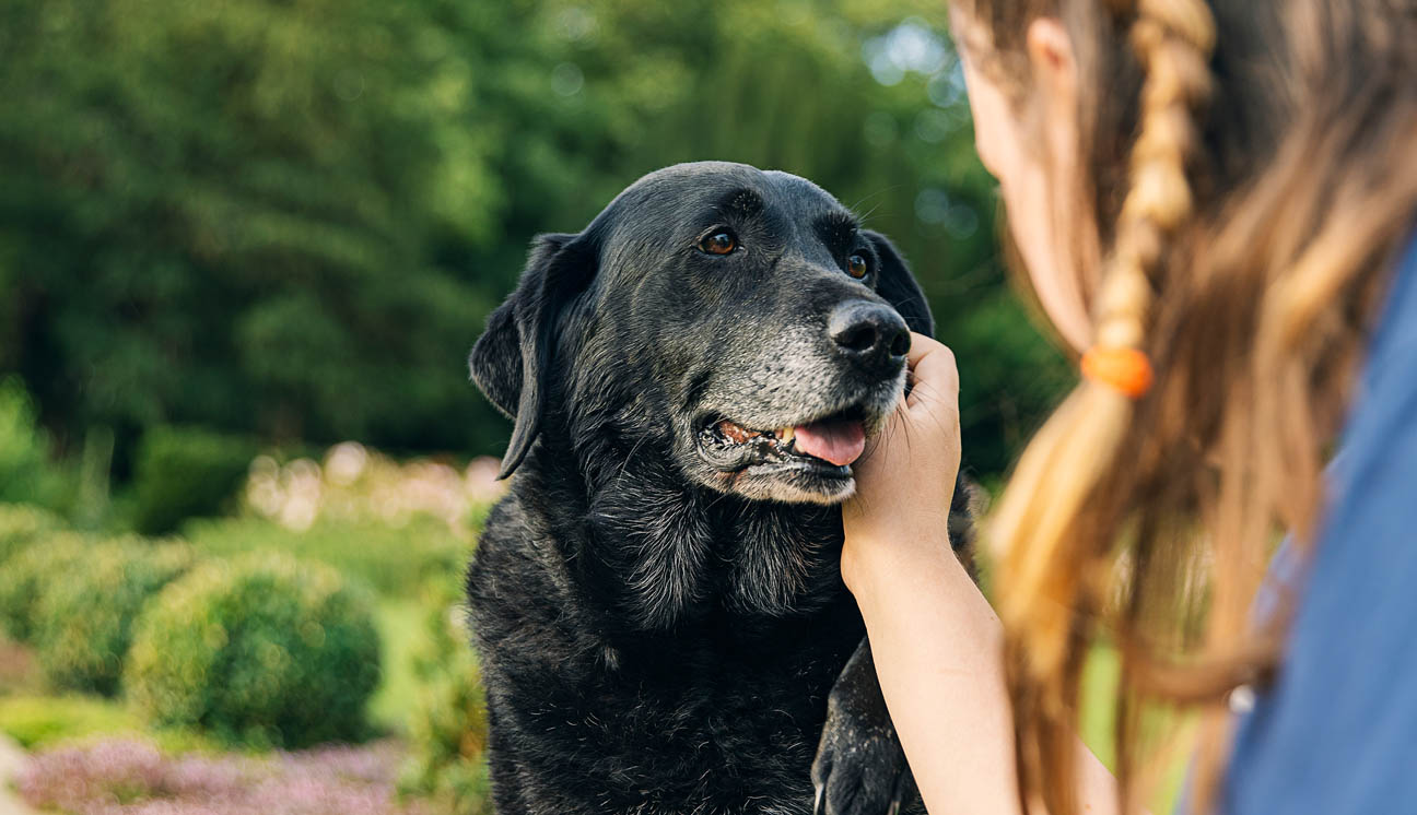 5 Common Health Problems For Senior Dogs