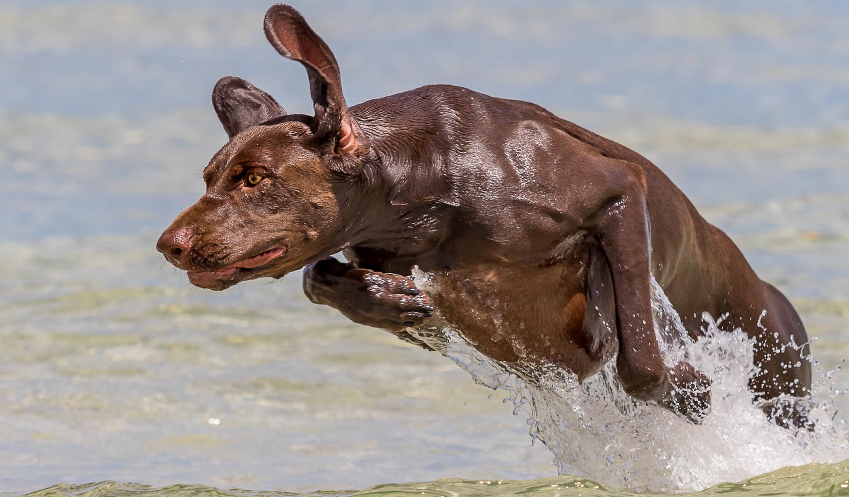 Collagen and Your Dog