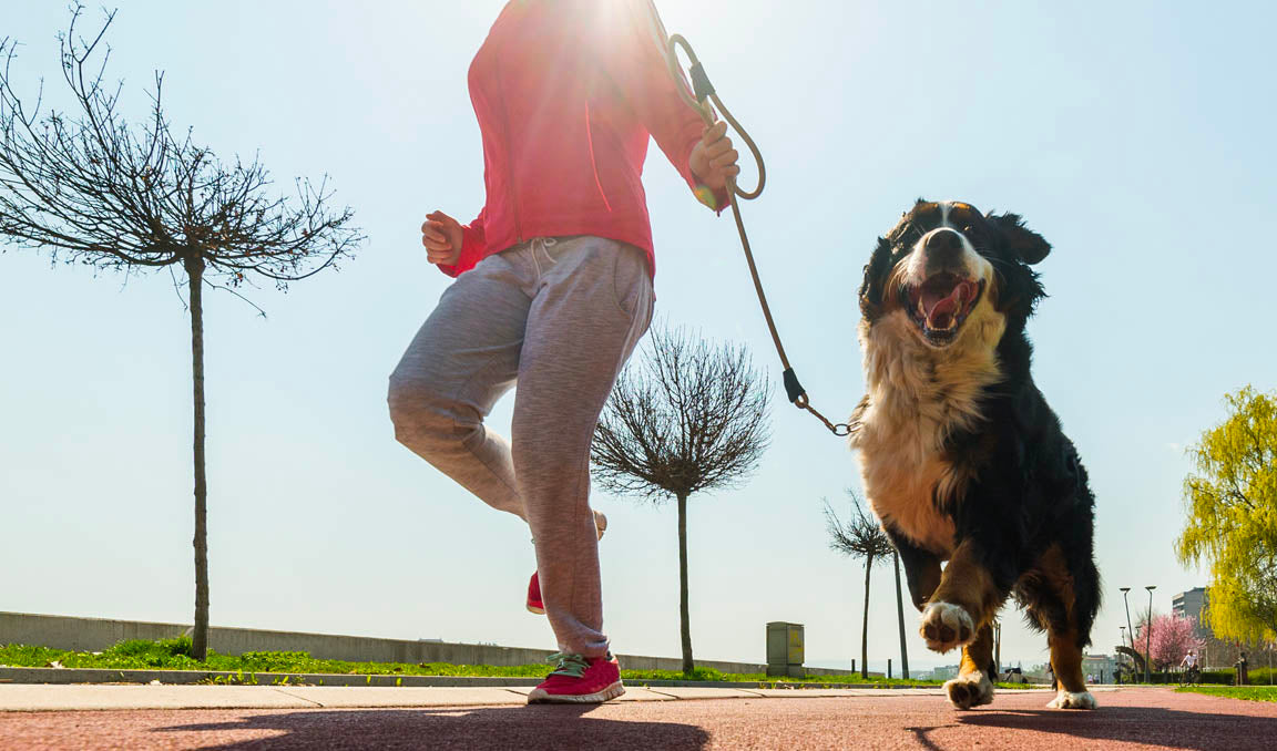 The Importance of Canine Fitness.