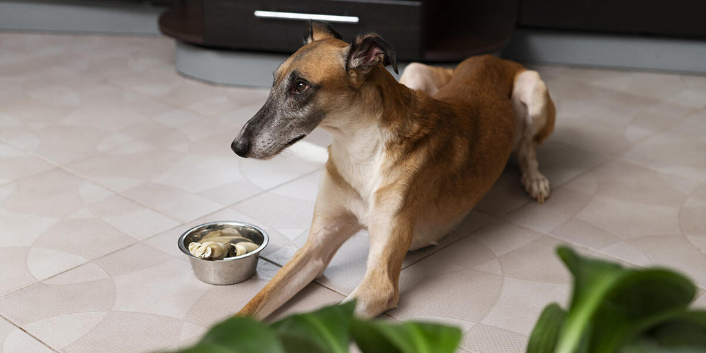 7 Signs of Nutritional Deficiency in Dogs You Should Know About