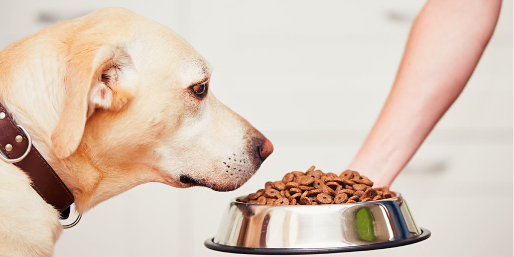 Dangers and Symptoms of Too Much Protein for Dogs