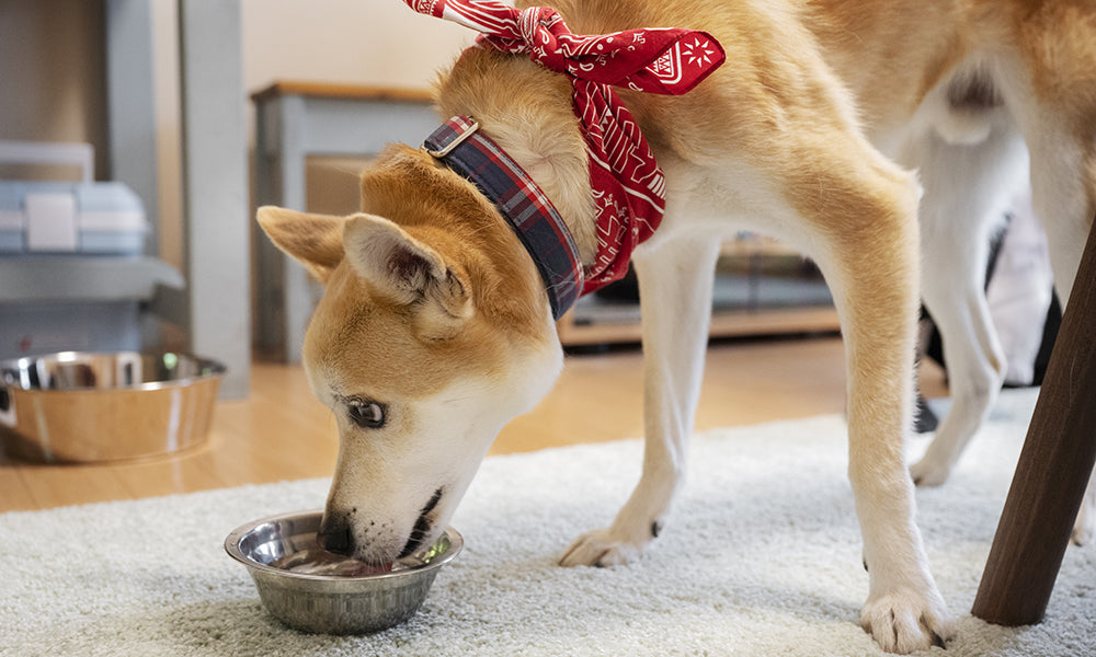 Winter Nutrition Tips for Dogs: Foods and Supplements To Take